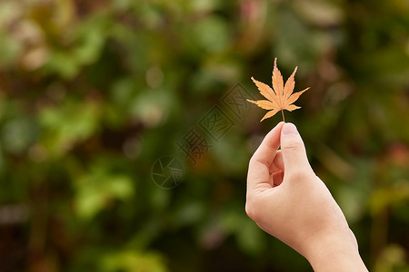 秋日手拿落叶特写秋色高清图片素材