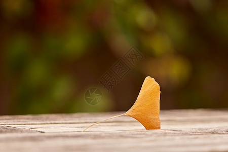 秋季飘落的银杏叶特写背景图片
