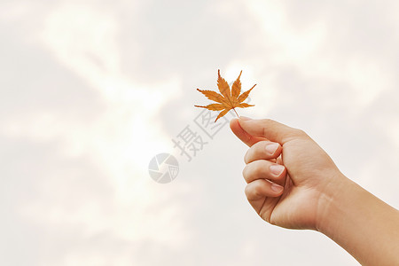 秋日风景手部特写植物高清图片素材