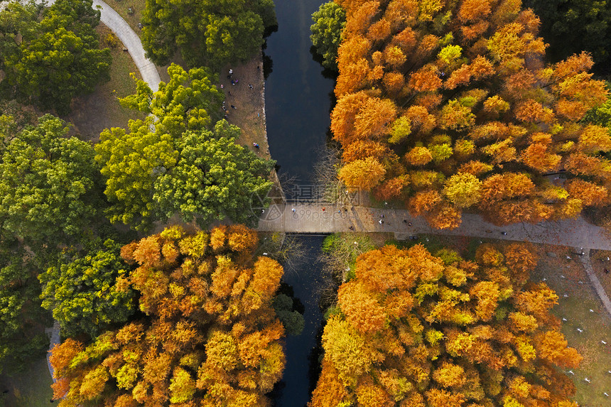 秋天金黄红色的叶子与树林图片