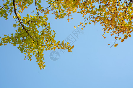 秋天银杏树上的银杏叶风光高清图片素材