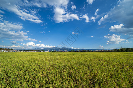 乡村丰收稻田稻穗摄影图图片