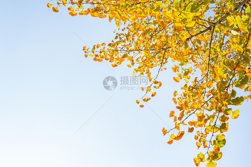 秋日里的银杏叶图片