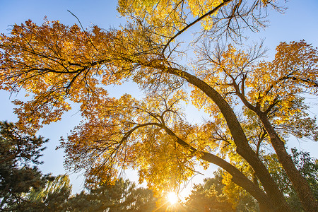 秋天北京颐和园阳光下的枫树枫叶图片
