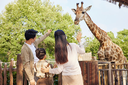 逛动物园一家三口跟长颈鹿互动打招呼背景
