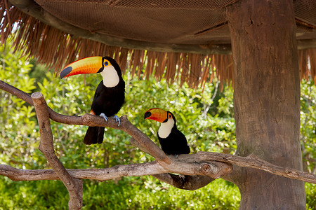 动物园树枝上的巨嘴鸟高清图片