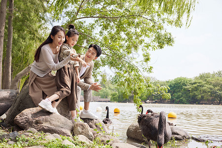 幸福一家三口在湖边给天鹅喂食高清图片