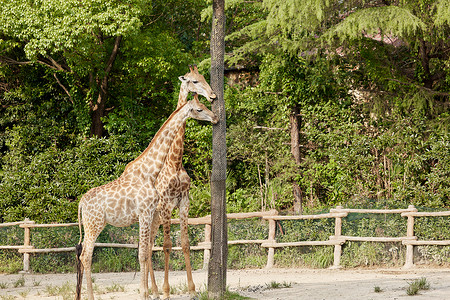 可爱长颈鹿动物园里的长颈鹿背景