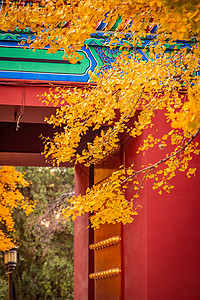 北京地坛公园秋天浪漫唯美的红墙古建筑与银杏背景