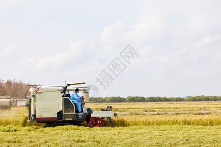 农民收割麦穗秋天农民运作收割水稻背景