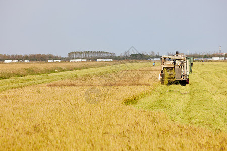 秋天稻田收割小麦机器谷物高清图片素材