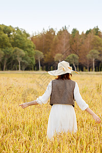 秋季在稻田漫步的美女背影图片