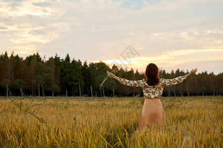 唯美的秋景稻田里的美女张开双手享受自然背影背景