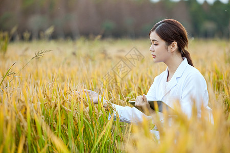 水稻研究科研人员在稻田里研究水稻背景