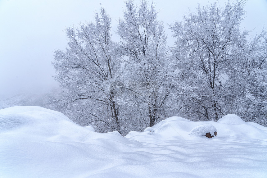 冰天雪地雾凇树木图片