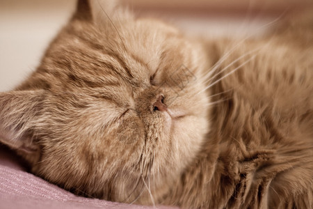 睡觉的小红猫特写图片