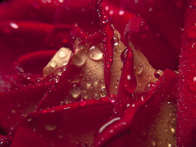 美丽的红玫瑰与水滴特写图片