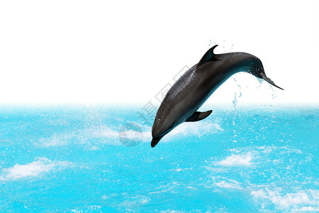 海豚从水中跳出孤立在白色背景图片