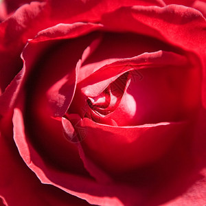 红玫瑰花朵图片