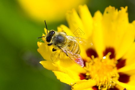 黄色花上蜜蜂的宏观图片背景图片