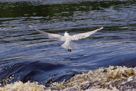 海鸥飞过水面羽毛在下午图片