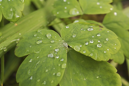 野生植物上的水滴图片