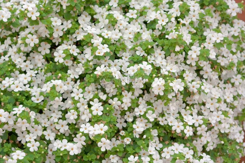 小白花的背景图片