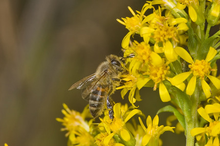 蜜蜂在黄花上采蜜图片