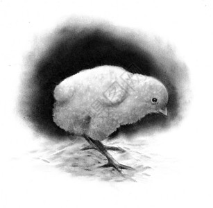 一只小鸡的铅笔画图片