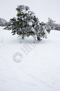 松与山的冬景图片图片