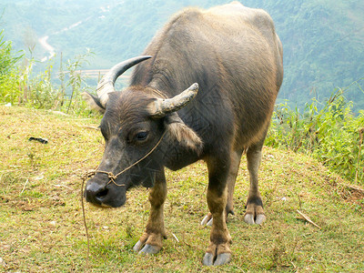 越南村庄的水牛图片