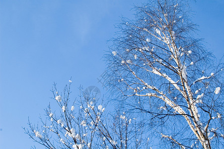 下雪时伯赫图片