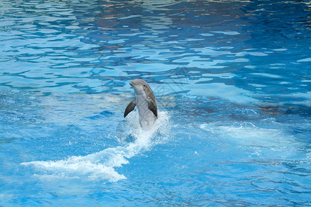 海豚在清蓝的游泳图片