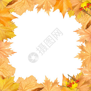 秋季黄色树叶框架您图图片