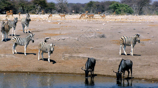 纳米比亚Etosha公园水坑Etosha国图片