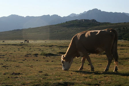 牛在牧草上图片