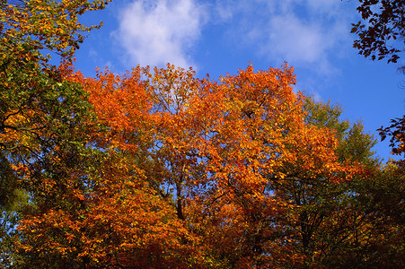 秋天不同颜色的树秋天的季节图片