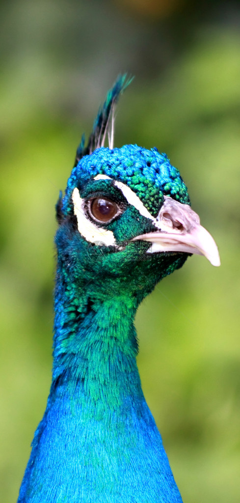 鸟类一只五颜六色的雄孔雀的特写镜头图片