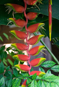 蟹爪热带植物在泰国图片