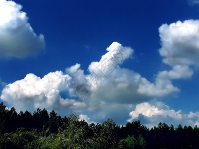 蓝天与森林上空的云背景图片