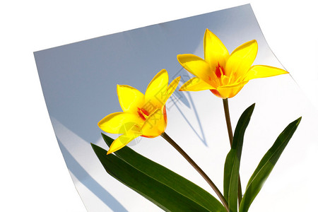纸上人物复活的黄色郁金香背景图片