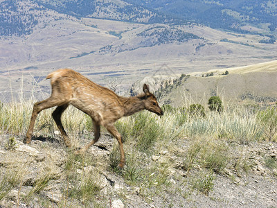 怀俄明州黄石公园的模糊动物群图片