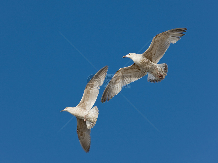 两只海鸥在空中飞行图片