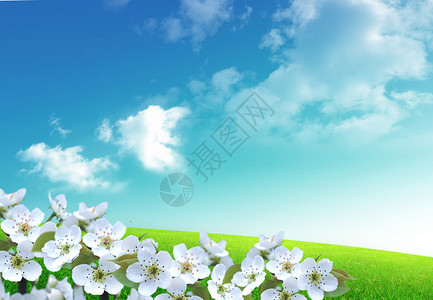 蓝色背景的白色鲜花图片