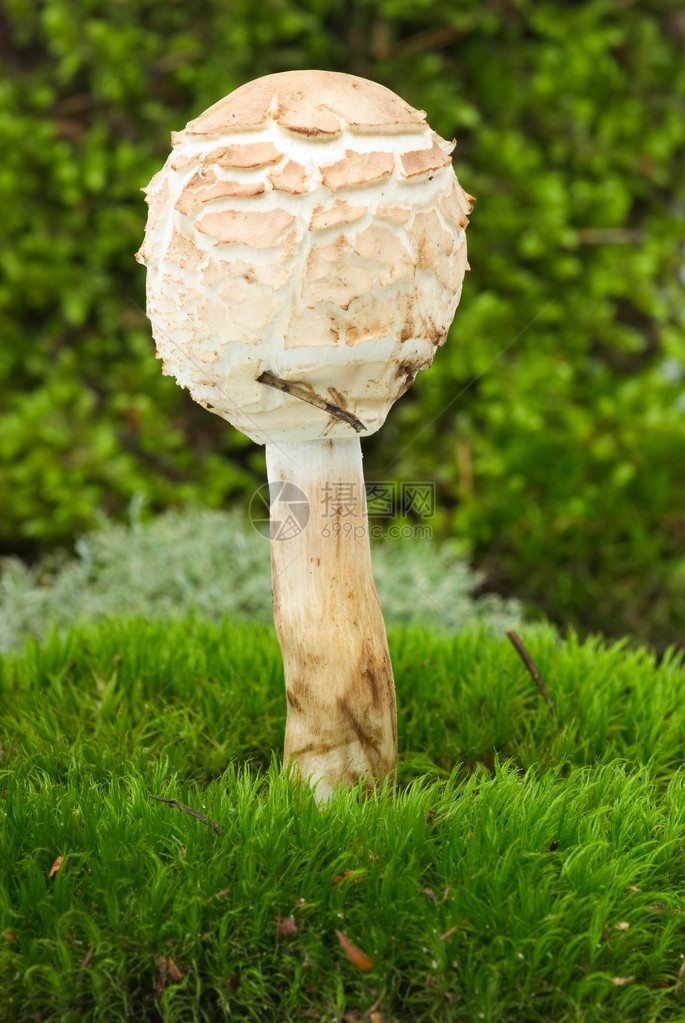 绿苔上的阳伞蘑菇图片