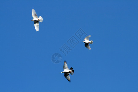蓝天背景中的三只白色飞鸽图片