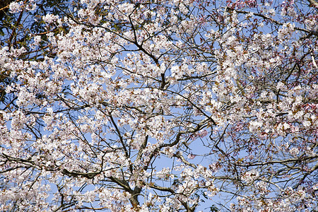 春天的樱花蓝天图片