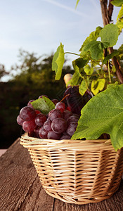 在篮子里的成熟红葡萄图片