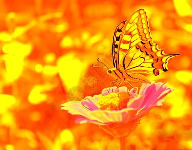 蝴蝶PapilioMachaon坐在花图片