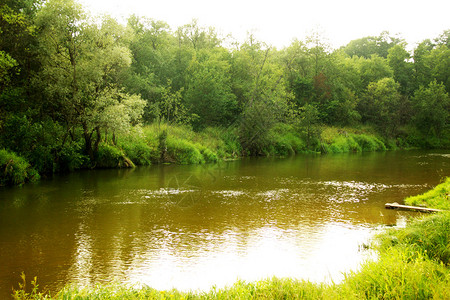 俄罗斯的绿色森林和河流图片